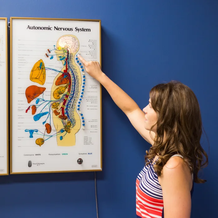 Dr. Noonan pointing out a spinal level on the office nerve chart